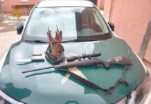 Una cabeza de corzo y munición: detenidos por caza furtiva en Canales de Molina