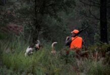 Prorrogada hasta 2028 la obligación de usar munición sin plomo en actividades cinegéticas públicas