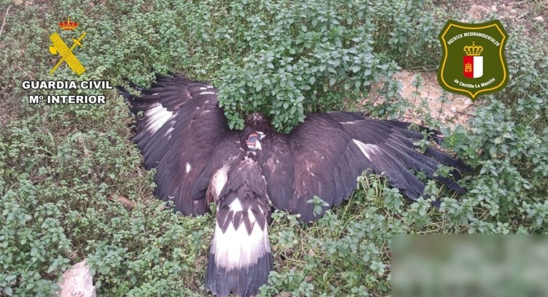 delito contra la fauna en Albacete