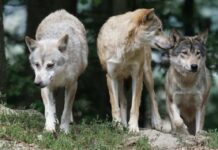 Castilla-La Mancha, entre las regiones con peores políticas para la conservación del lobo según la WWF