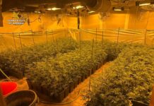 Localizan 463 plantas de marihuana en el sótano de una casa de El Casar