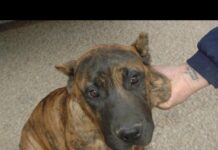 Investigados por producir amputaciones en orejas a 6 cachorros para su venta en Albacete