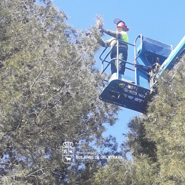 El Ayuntamiento de Bolaños de Calatrava refuerza el tratamiento contra la procesionaria en los pinos del municipio