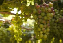 Viticultores de C-LM reciben de manera anticipada 5,5 millones de indemnización por daños por pedrisco