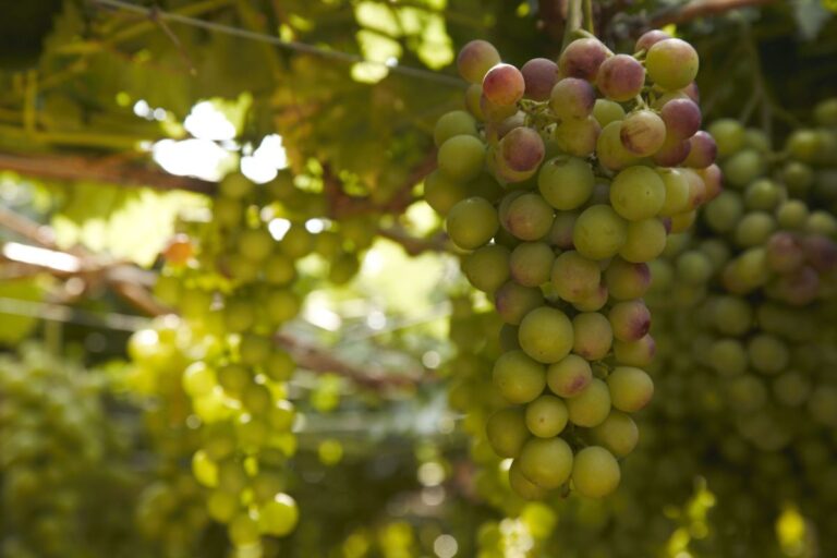 La Interprofesional del Vino de C-LM ya es oficial: acuerdos, unidad y oportunidades