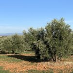 Desciende un 56,44 % el número de delitos de la campaña olivarera 2024/2025 en Ciudad Real respecto a la anterior