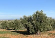 La campaña del aceite de oliva arranca lenta y con precios estables