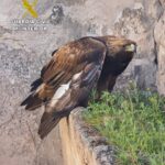 ¿Quién dispara a un águila real? El SEPRONA investiga tras su rescate en Alcázar de San Juan