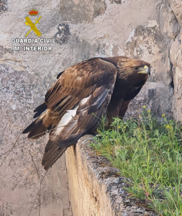 ¿Quién dispara a un águila real? El SEPRONA investiga tras su rescate en Alcázar de San Juan