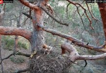 Cinco cámaras en el Alto Tajo permiten ver en directo la vida en nidos de buitres leonados y alimoches