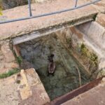 Rescatado un corzo que se había caído a un canal de abastecimiento de agua en el Parque de las Lagunas de Ruidera