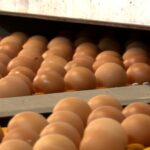 Rujamar garantiza que sus huevos se quedan en España pese a la escasez en EEUU: «No me voy a dejar seducir por los yankees»