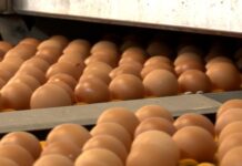 ¿Se comen pocos huevos en Castilla-La Mancha? Por debajo de la media nacional