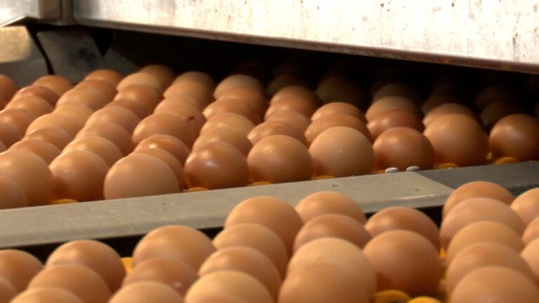 El sector del huevo, con C-LM como gran productora, en guardia ante la gripe aviar