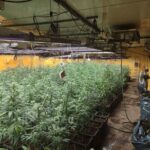 Detenidos tras desarticular dos puntos de cultivo ‘indoor’ de marihuana en Ciudad Real y Madrid
