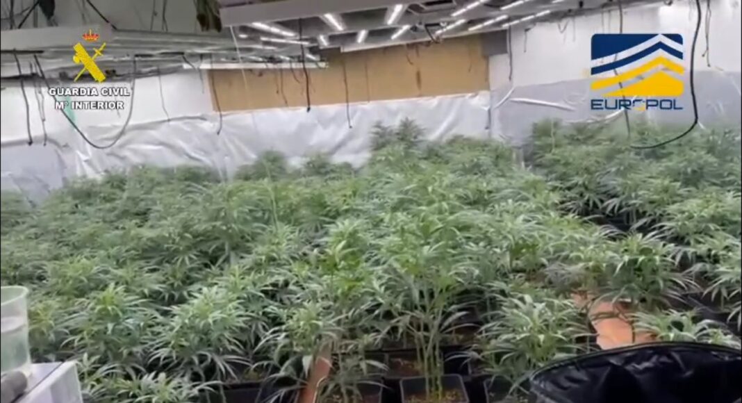 Marihuana en Toledo