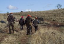 El Gobierno regional ve con buenos ojos la prórroga de tres años para empezar a cazar con munición sin plomo