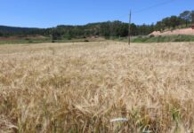 UPA C-LM pide medidas urgentes para el cultivo de cereal: «Muchos están contra las cuerdas»