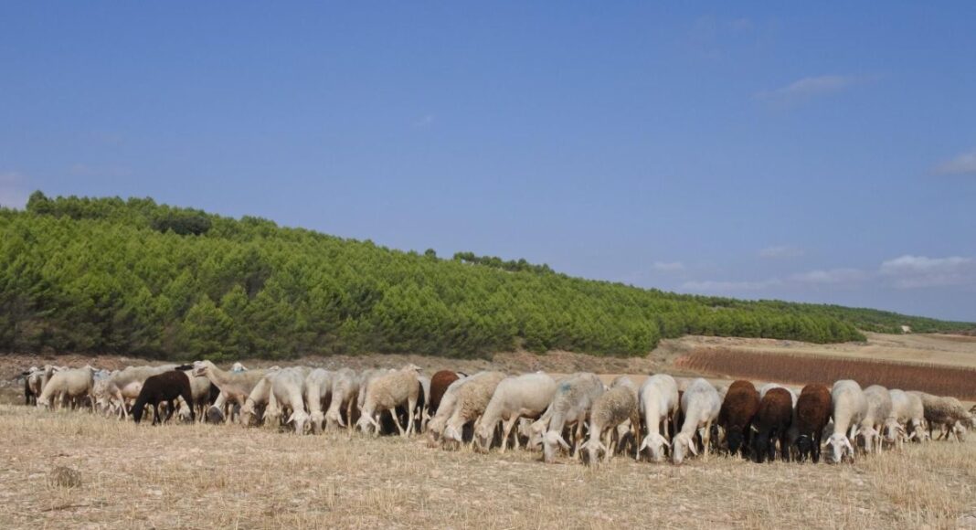 ganadería, ovejas
