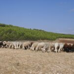 Convocadas ayudas para explotaciones ganaderas de Ciudad Real y Toledo afectadas por la lengua azul