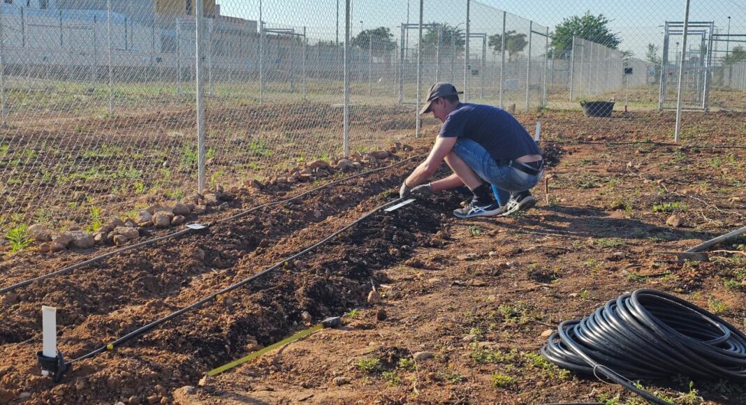 Huertos urbanos en Manzanares