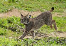 El 46 % de la población de lince ibérico de España y Portugal está en Castilla-La Mancha