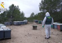 Detenido tras robar quince colmenas apícolas en Ayna