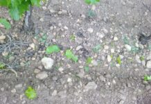 Más de 57.000 hectáreas dañadas por las tormentas de mayo en C-LM