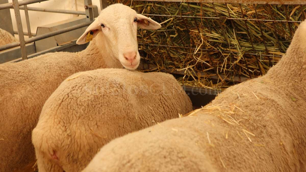 La 63ª Feria Nacional del Campo de Manzanares abre sus puertas