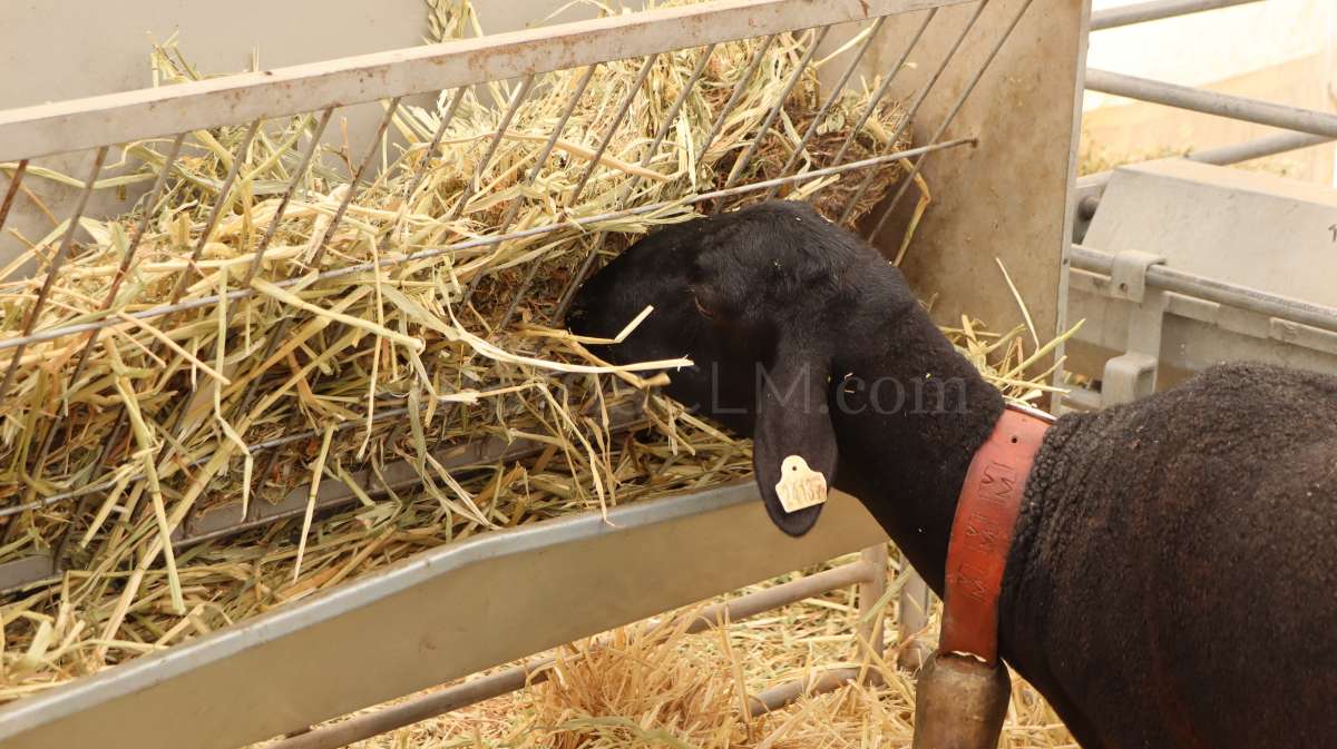 La 63ª Feria Nacional del Campo de Manzanares abre sus puertas