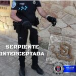 Interceptada una serpiente en el entorno de la Plaza de Toros de San Clemente
