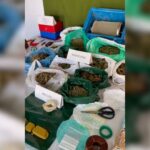 Un fuerte olor en Villarrubia de los Ojos terminó con seis detenidos por cultivo y tráfico de drogas