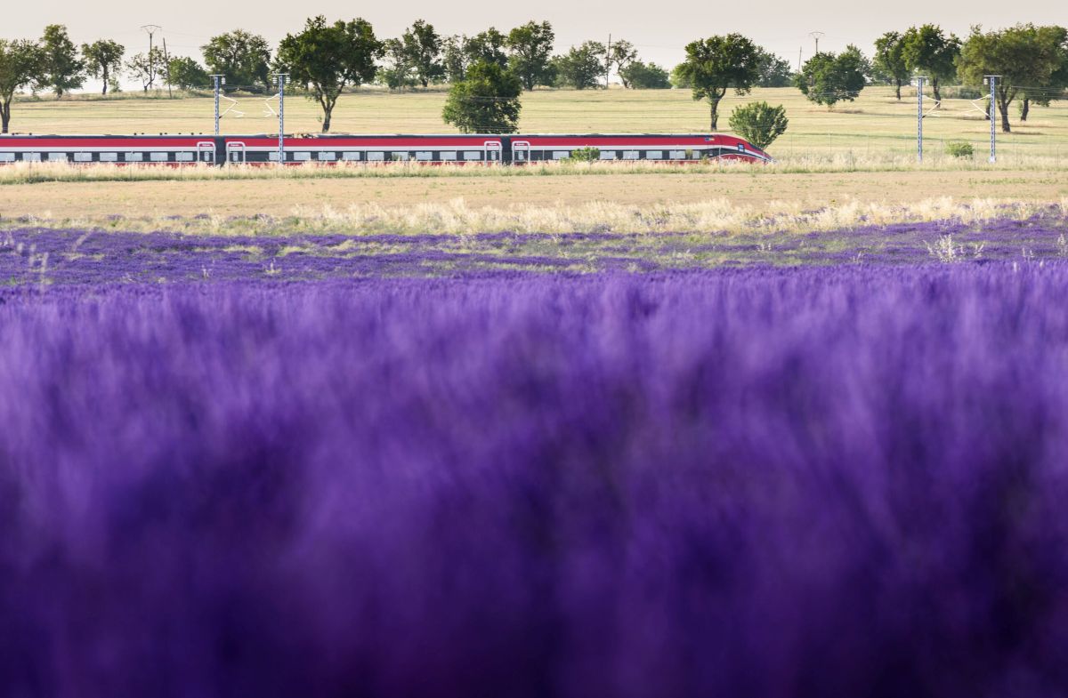 El Festival de la Lavanda se sumerge en los campos violetas de La Alcarria en Brihuega