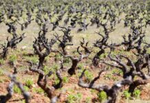 Luz verde a 76,5 millones para intervenciones en el sector del vino en C-LM