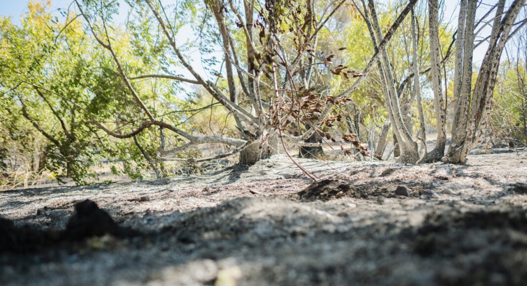 Incendio Forestal