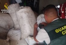 Recuperan casi una tonelada de aceitunas robadas en Mota del Cuervo