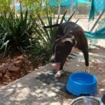Una segunda oportunidad en Valdepeñas para Ares, el perro abandonado al sol