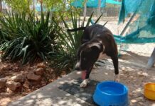 Una segunda oportunidad en Valdepeñas para Ares, el perro abandonado al sol