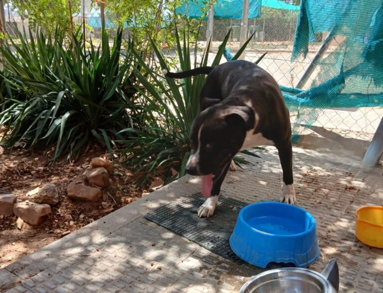 Una segunda oportunidad en Valdepeñas para Ares, el perro abandonado al sol