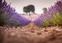 La PAC 2025 registra 582.085 solicitudes: un 0,5 % menos que el año pasado