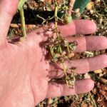 Las tormentas del jueves dejan daños entre el 50 y 100 % en cultivos del sur de Cuenca