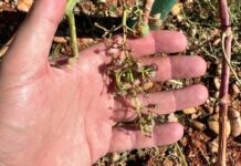 Las tormentas del jueves dejan daños entre el 50 y 100 % en cultivos del sur de Cuenca