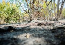 Page agradece a Madrid la colaboración en el incendio de Méntrida y celebra que no haya habido víctimas