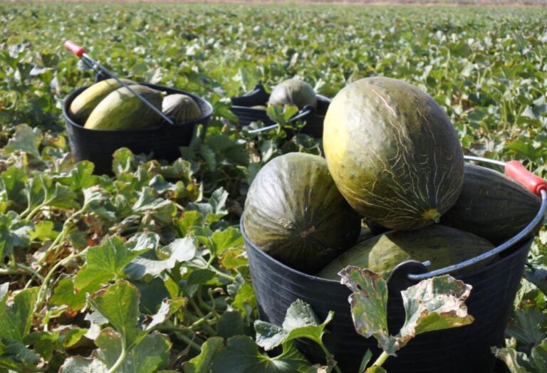 El melón y la sandía arrancan con mejores precios tras una de las peores campañas en Castilla-La Mancha