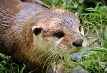 Nutrias, galápagos y y garzas imperiales, entre los animales que se pueden avistar en las Lagunas de Ruidera