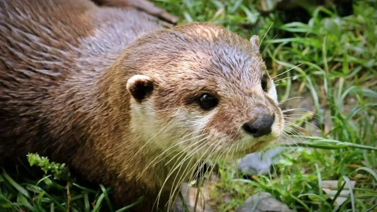 Nutrias, galápagos y y garzas imperiales, entre los animales que se pueden avistar en las Lagunas de Ruidera