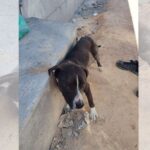 Investigado por abandonar un perro atado a más de 30 grados en Valdepeñas