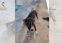 Investigado por abandonar un perro atado a más de 30 grados en Valdepeñas