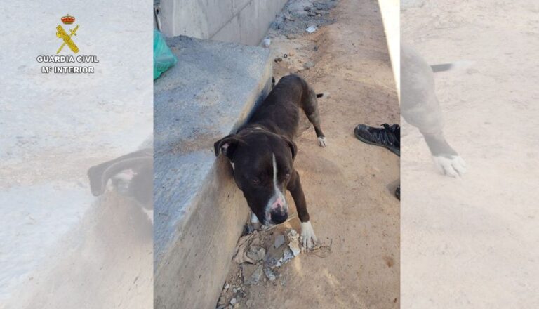 Investigado por abandonar un perro atado a más de 30 grados en Valdepeñas
