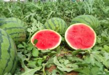 Los precios del melón y la sandía sufren una caída superior al 17 %